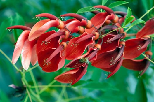 Korallenstrauch, Erythrina crista-galli
