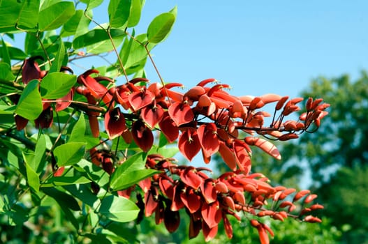 Korallenstrauch Erythrina crista-galli