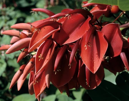 Korallenstrauch, Erythrina crista-galli, Balkonblumen, Blumen auf Terrasse, Gartenblumen, .