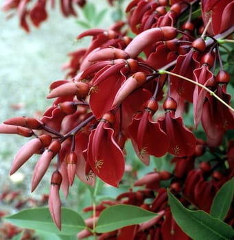 Korallenstrauch Erythrina crista-galli