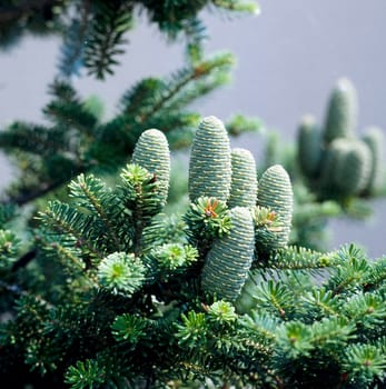 Koreatanne Tanne Abies koreana