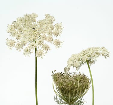 Wilde, Moehre Bluete Blueten Daucus Carota
