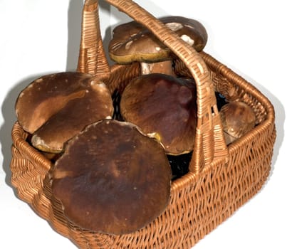 Steinpilz, Steinpilze, Boletus, edulis, Herrenpilz, Korb