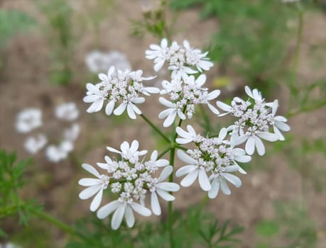 Koriander Coriandrum sativum Blueten, Gewuerzpflanze