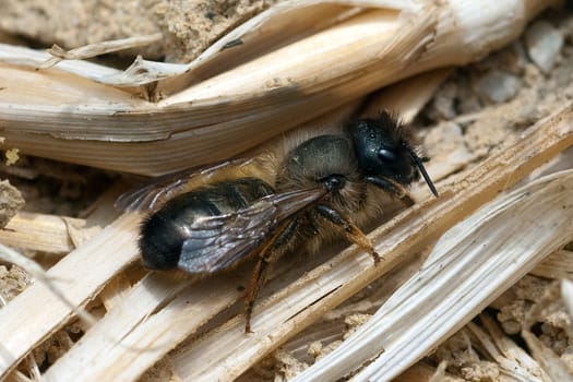 Wildbiene Loecherbienen