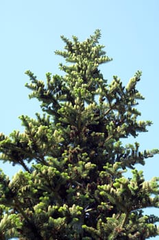 Koreatanne Tanne Abies koreana, - Bei der Verwendung ausserhalb journalistischer Berichterstattung (z.B. Werbung etc.) bitte vorher mit dem Autor Kontakt aufnehmen.[CREDIT: Copyright - Manfred Ruckszio – Alfred-Delp-Strasse 17 – 65232 Taunusstein – phone +49-6128-23745 – m-ruckszio@web.de - Belegexemplar – Urhebervermerk - Bank: Postbank Frankfurt BLZ 50010060 Konto 165823607] [#0,26,121#]
