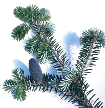 Koreatanne, Tanne, Abies koreana