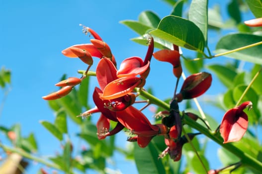 Korallenstrauch Erythrina crista-galli