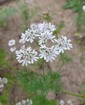 Koriander Coriandrum sativum Blueten, Gewuerzpflanze