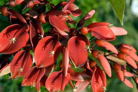 Korallenstrauch Erythrina crista-galli