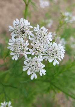 Koriander Coriandrum sativum Blueten, Gewuerzpflanze