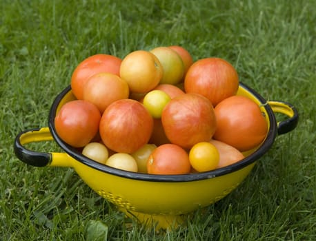 Tomatensorten, Tomaten Lycopersicon esculentum