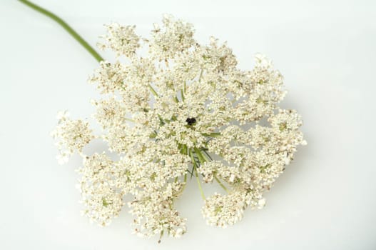 Wilde, Moehre Bluete Blueten Daucus Carota