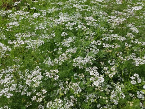 Koriander Coriandrum sativum Blueten, Gewuerzpflanze