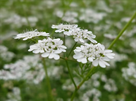 Koriander Coriandrum sativum Blueten, Gewuerzpflanze