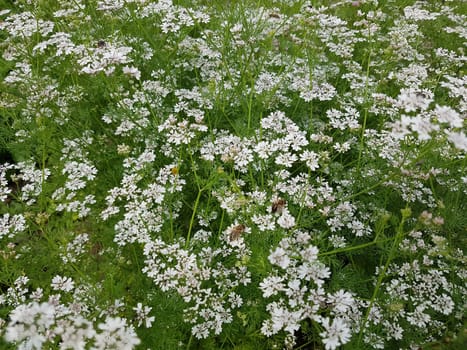 Koriander Coriandrum sativum Blueten, Gewuerzpflanze