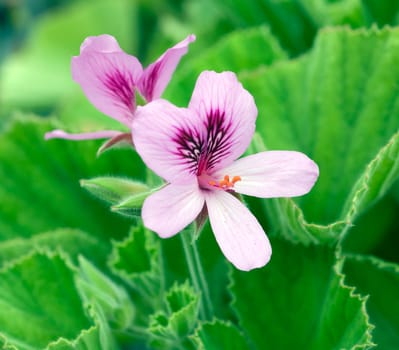 Wilde, Pelargonie, Maculatum, rosafarbene, Duftgeranie