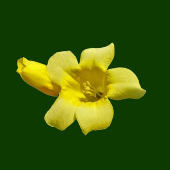 Wilder Jasmin, Gelsemium sempervirens