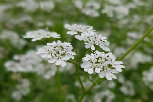 Koriander Coriandrum sativum Blueten, Gewuerzpflanze