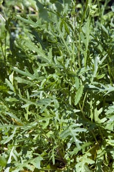 Wilde Rauke Rucola selvatica