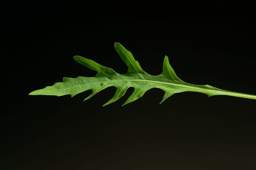 Wilde Rauke Rucola selvatica