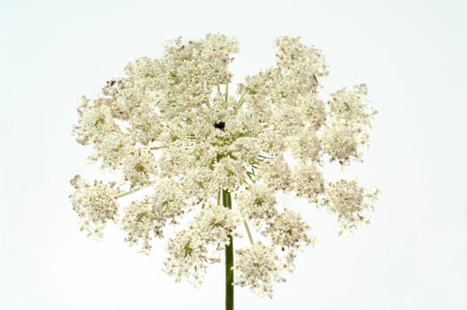 Wilde, Moehre Bluete Blueten Daucus Carota