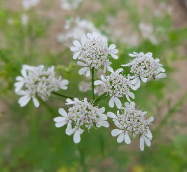 Koriander Coriandrum sativum Blueten, Gewuerzpflanze