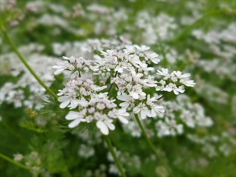 Koriander Coriandrum sativum Blueten, Gewuerzpflanze