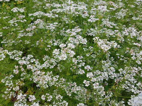 Koriander Coriandrum sativum Blueten, Gewuerzpflanze