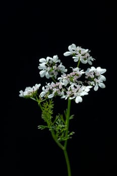 Koriander, Coriandrum sativum, Blueten