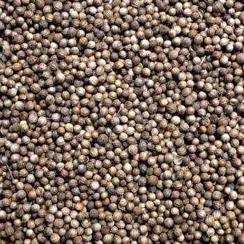 Koriander Coriandrum sativum