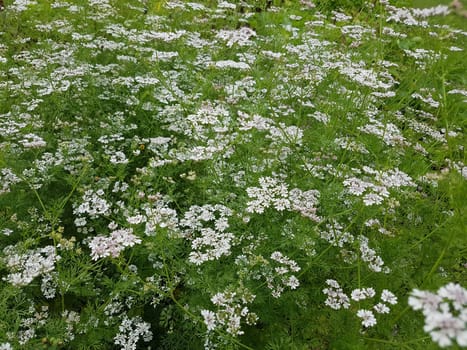 Koriander Coriandrum sativum Blueten, Gewuerzpflanze