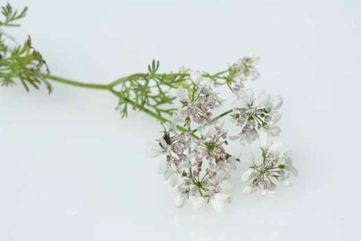 Korianderbluete, Korianderblatt, Koriander, Coriandrum sativum, Heilpflanzen