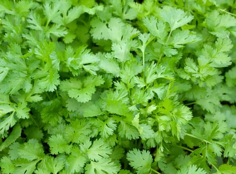 Korianderblaetter, Koriander, Coriandrum sativum