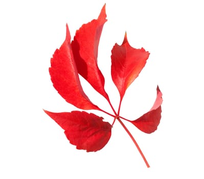 Wilder Wein, Parthenocissus quinquefolia, im herbst