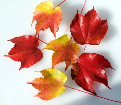 Wilder Wein, Herbst