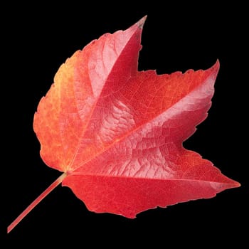 Wilder Wein, Parthenocissus quinquefolia, im herbst