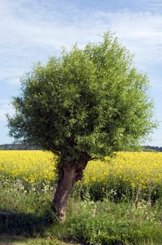 Korbweide