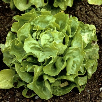 Kopfsalat, Lactuca sativa