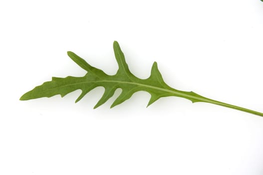 Wilde Rauke Rucola selvatica