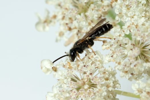 Wildbiene Loecherbienen Loecherbiene Solitaerbiene Wildbienen Apoidea