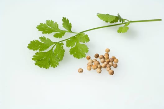 Korianderbluete, Korianderblatt, Koriander, Coriandrum sativum, Heilpflanzen