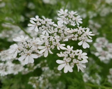 Koriander Coriandrum sativum Blueten, Gewuerzpflanze