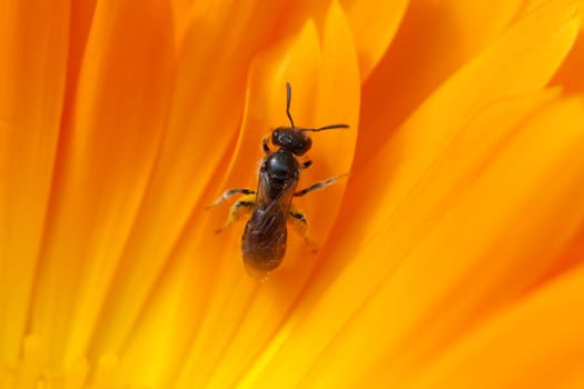 Wildbiene Loecherbienen Loecherbiene Solitaerbiene Wildbienen Apoidea