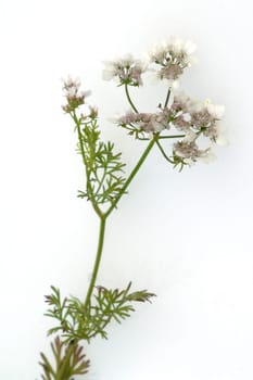 Koriander, Coriandrum sativum