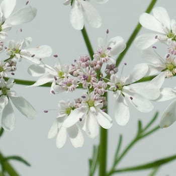 Korianderbluete, Korianderblatt, Koriander, Coriandrum sativum, Heilpflanzen