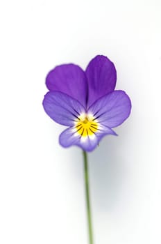 Stiefmuetterchen, Viola, tricolor