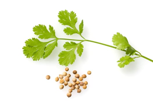 Korianderblaetter, Samen, Coriandrum sativum