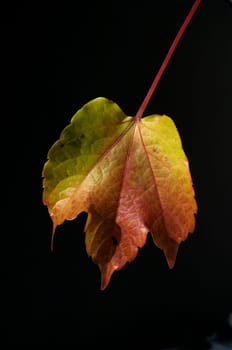 Wilder Wein, Herbst