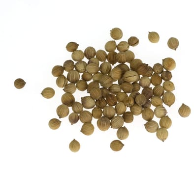 Koriander, Coriandrum sativum, Samen, Koerner, Heilpflanzen